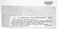 Ramularia sonchi image
